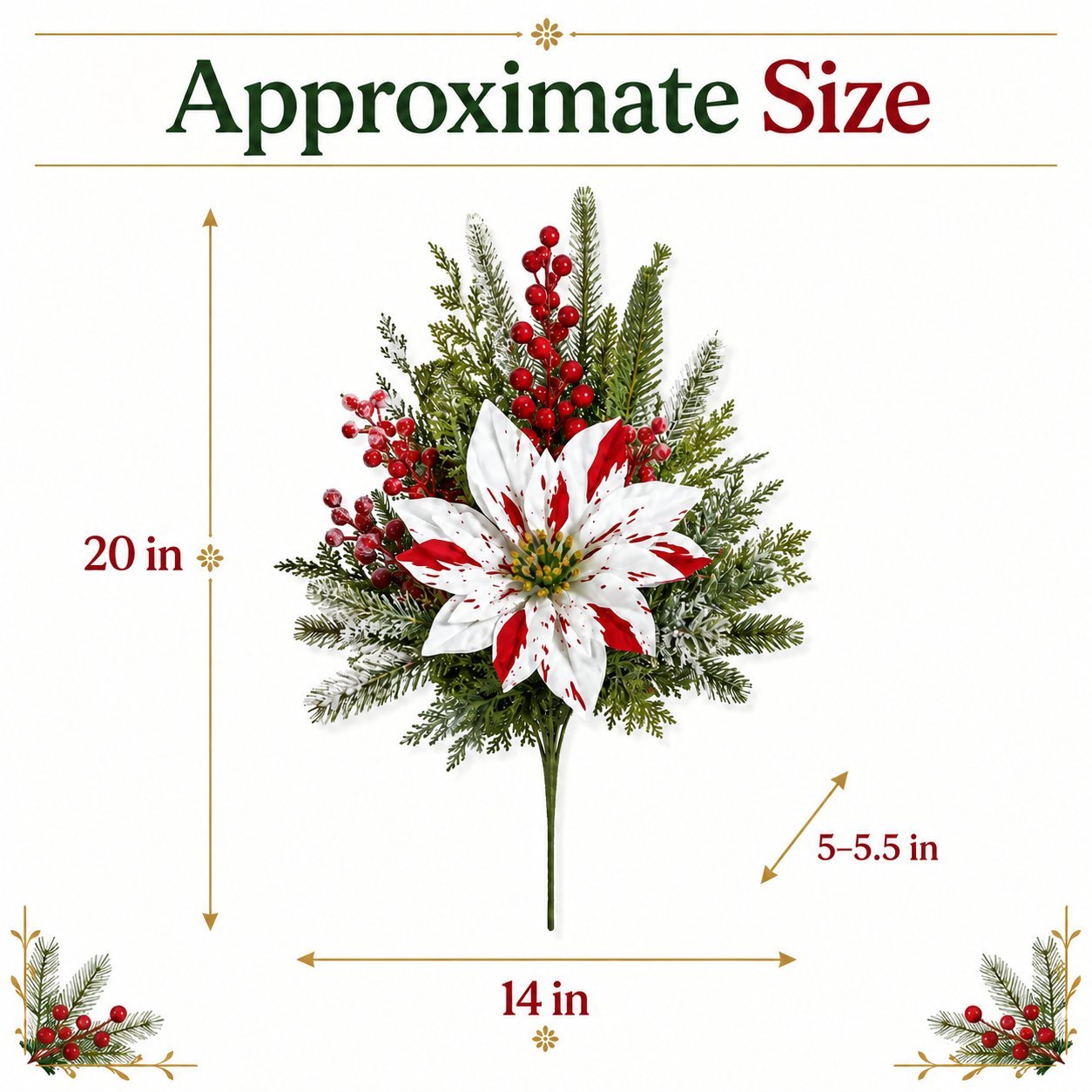 Size overview of the Christmas poinsettias