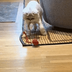 Automatic rolling smart pet ball