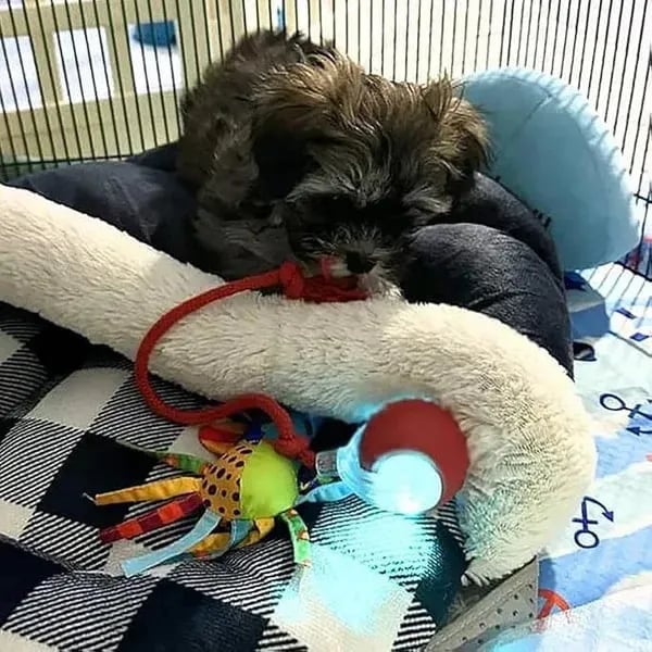 Automatic interactive pet ball product details