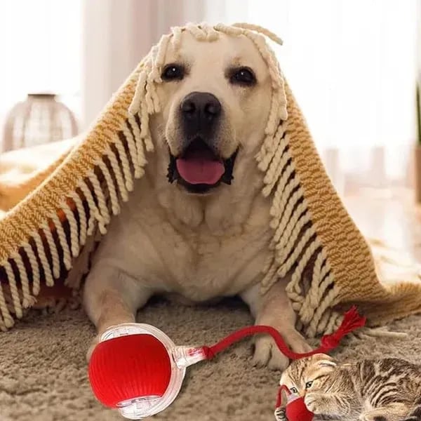 Cat and dog playing with interactive ball