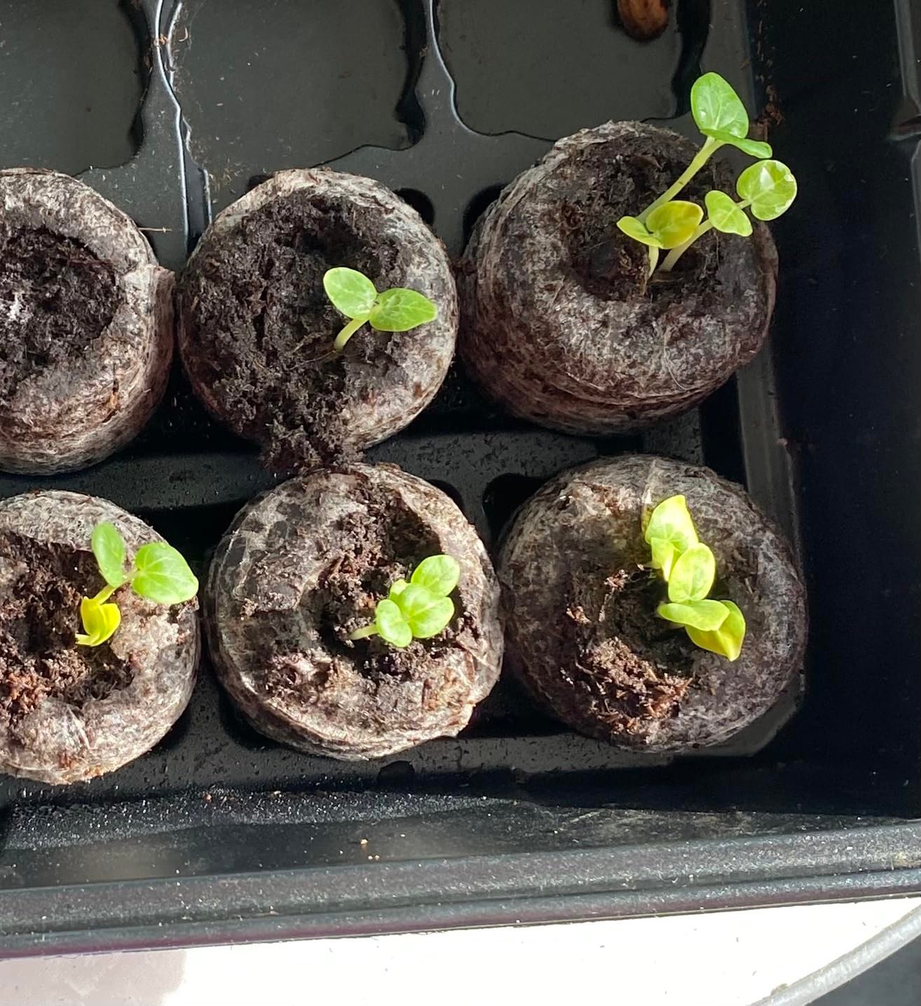 Sprouted quickly