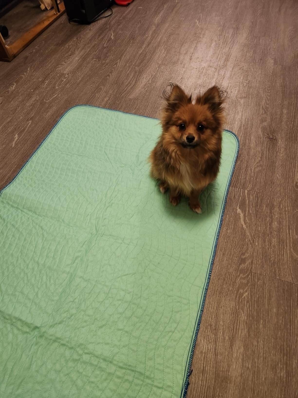 How I use these as dog pee pads